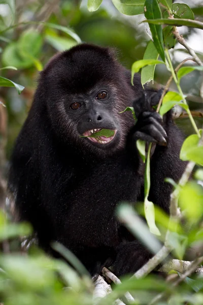 ハウラー猿 — ストック写真