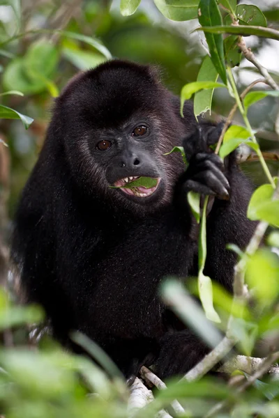 Macaco-uivo — Fotografia de Stock