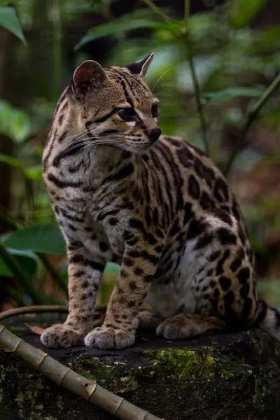 Ocelot zblízka — Stockfoto