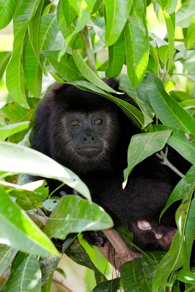 Macaco-uivo — Fotografia de Stock