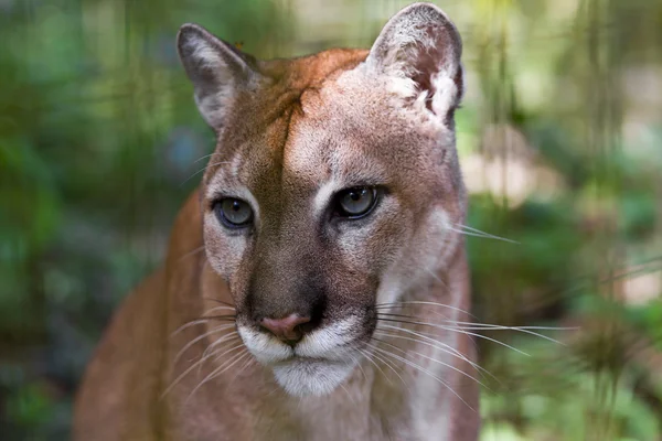 Cougar de cerca — Foto de Stock