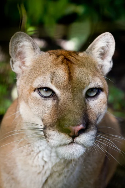 Cougar close-up — Stockfoto