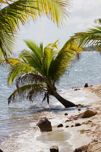 Belize, spiaggia tropicale — Foto Stock