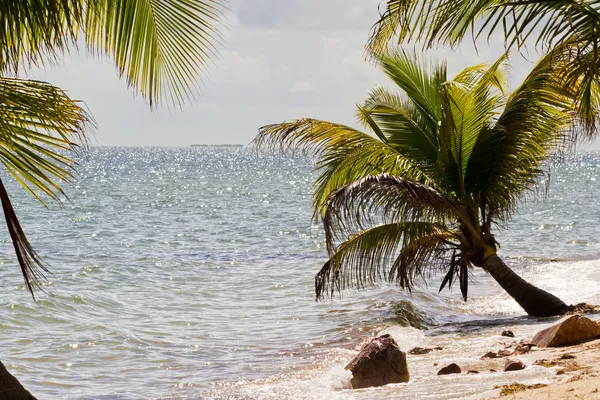 Belize, praia tropical — Fotografia de Stock