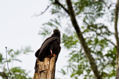 Belize vinç hawlk