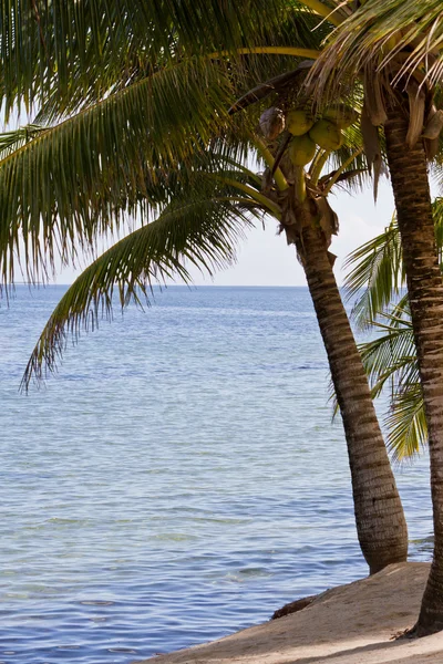 Spiaggia tropicale — Foto Stock