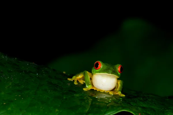 빨간 눈 개구리 — 스톡 사진