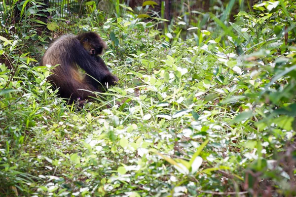 Spider Monkey — Stockfoto