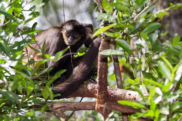 Macaco-aranha — Fotografia de Stock