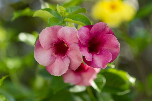 Flores de Allamanda — Fotografia de Stock