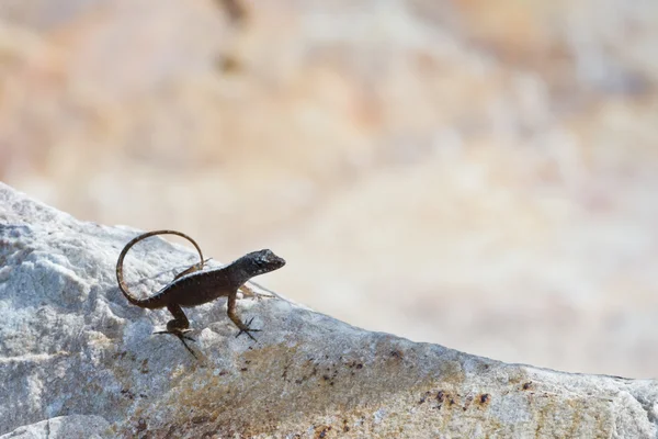 Small lizard — Stock Photo, Image