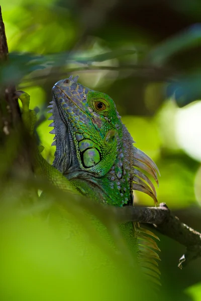 Grüner Leguan — Stockfoto