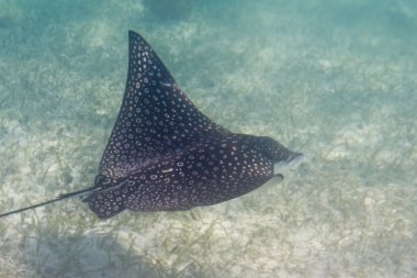 Sting ray