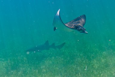 Sting ray