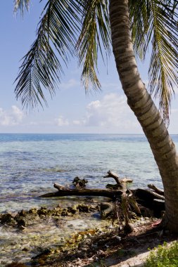 belize sahilkust van belize