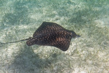 Sting ray