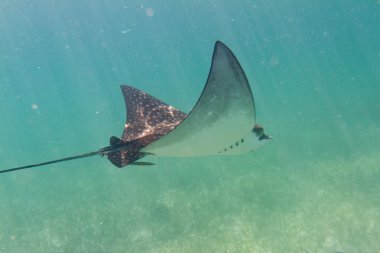 Sting ray