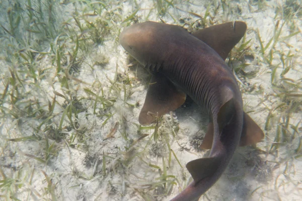 Nurse shark — Stock Photo, Image