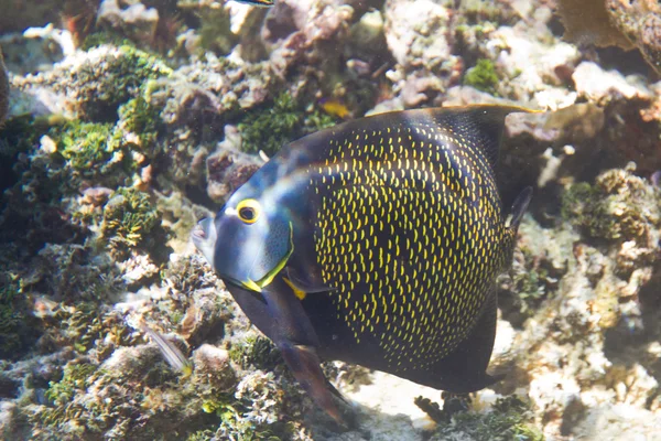 Ángel francés Fish — Foto de Stock