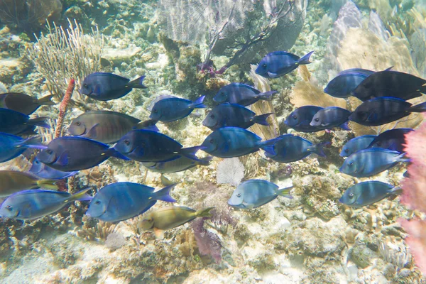 Poissons tropicaux au Belize — Photo