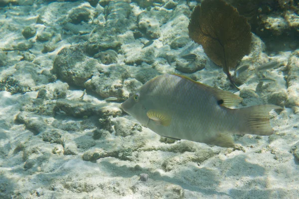 Tropical fish in Belize — Stock Photo, Image