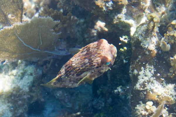 Puffer fish — Stock Photo, Image