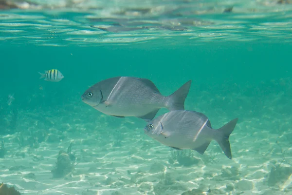 Tropische vissen in belize — Stockfoto