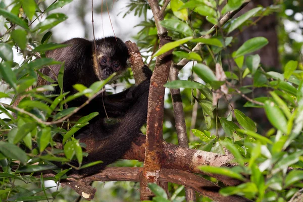 Spider monkey — Stock Photo, Image