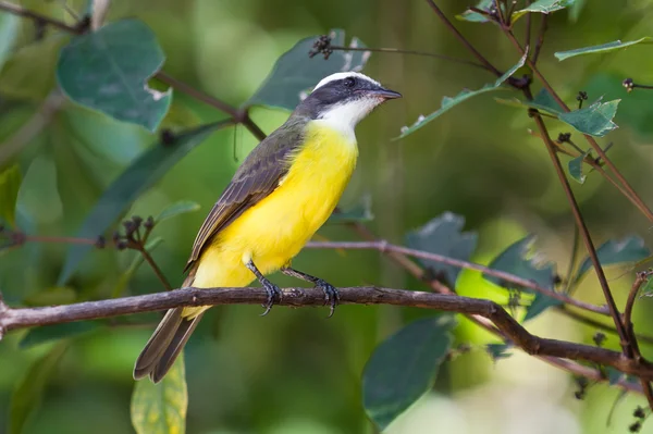 Büyük kiskadee — Stok fotoğraf