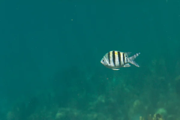 Tropische vissen in belize — Stockfoto