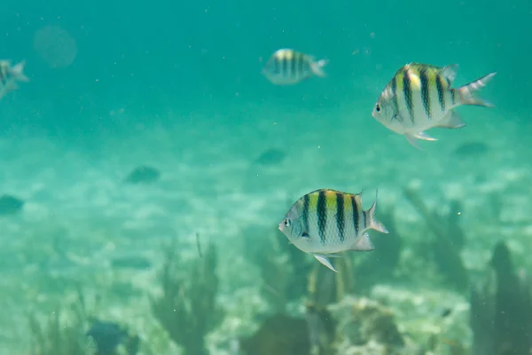 Tropical fish in Belize — Stock Photo, Image