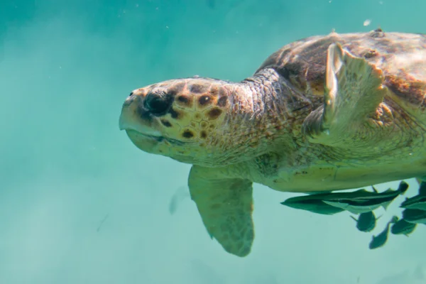 바다거북 거북 — 스톡 사진