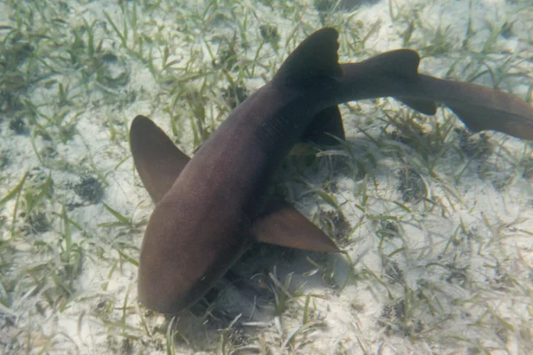 Tiburón enfermero — Foto de Stock