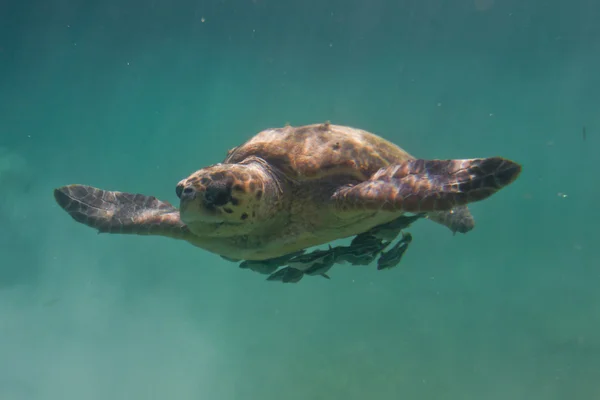 Loggerhead turtle — Stock Image Loggerhead turtle Stock Picture