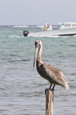 Pelikan yakın çekim