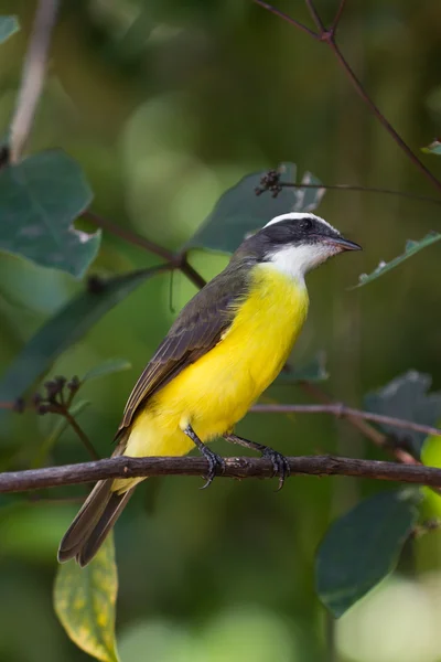 Große Kiskadee — Stockfoto