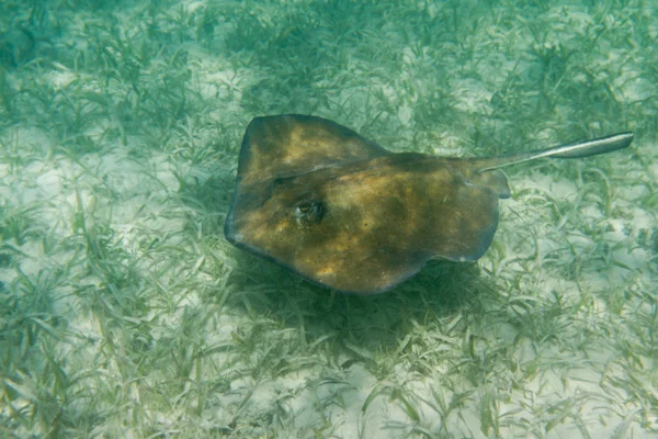 Sting ray — Stock Photo, Image