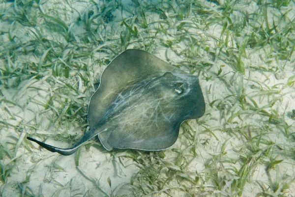 STING ray — Stockfoto