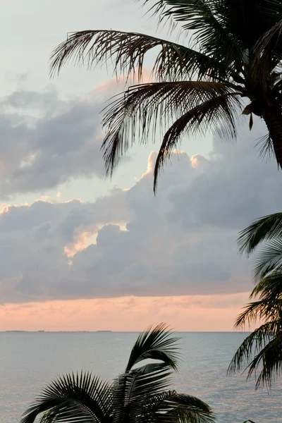 Tropisk strand — Stockfoto