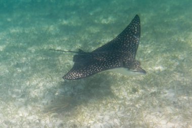 Sting ray