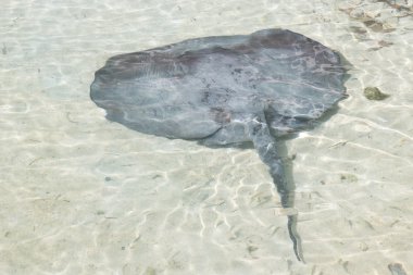 Sting ray
