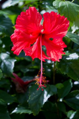 hibiscus çiçeği