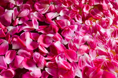 Rose petal arka plan