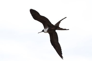 frigate birds clipart