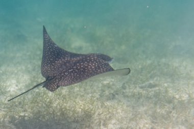 Sting ray