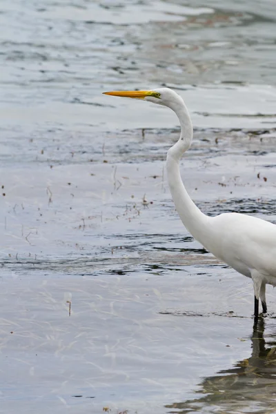 Grúa blanca — Foto de Stock