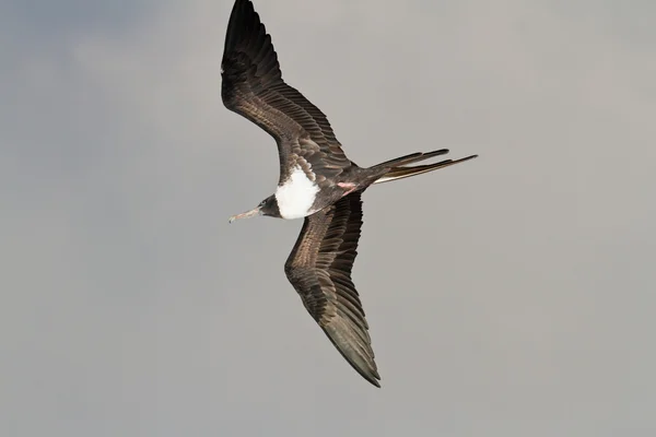 Frigate bird — Stock Photo, Image