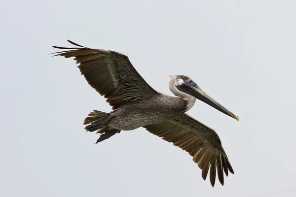 Vliegende pelikaan — Stockfoto