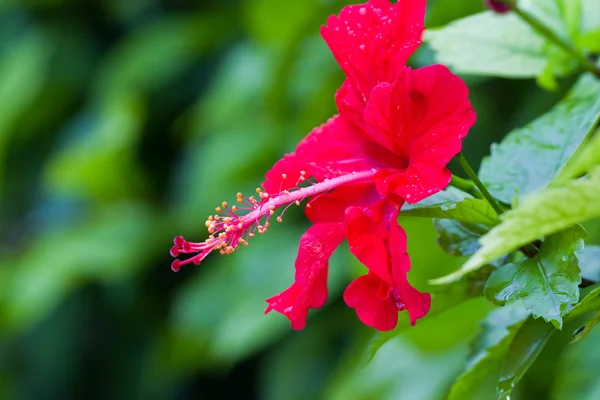 Flor de hibisco — Fotografia de Stock