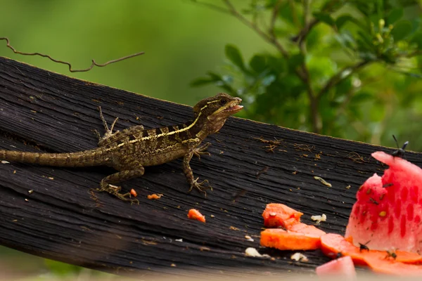 Arbre lézard — Photo